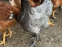 Chickens — foto 5
