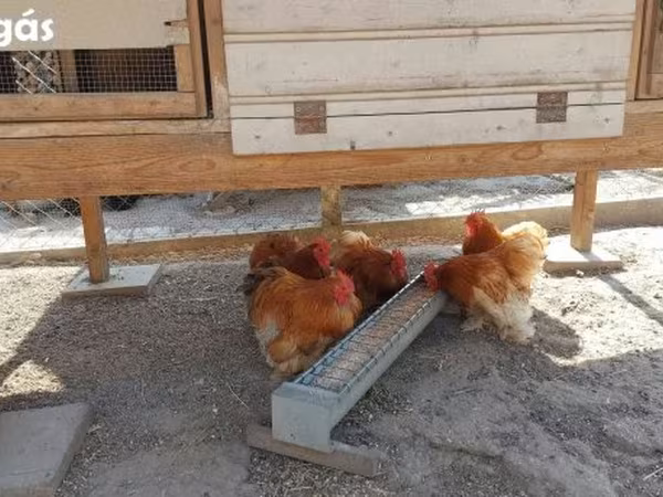 Pekin Bantam — Magyarország