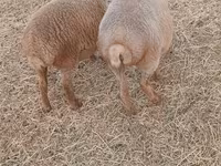 Owce (partia, płeć nieokreślona), Owce — zdjęcie 2