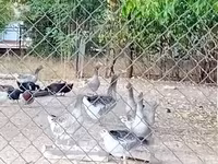 ग्रॉ ओग ग्रॉब्रोगेडे डांस्के गैस — फ़ोटो 3