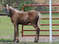 Hing, Black Sea breed — 6. fotó