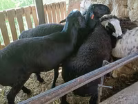 Carnero, Rhon sheep — foto 7