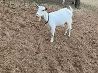 Koza, Saanen goat — zdjęcie 2
