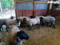 Schaf, White Suffolk sheep — Foto 5