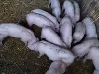 Sow, Pigs — photo 2