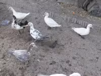 Ducks — 2. fotó