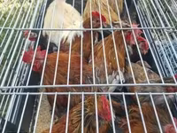 Yapon Bantam — foto 2