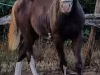 Caballo, Caballos — foto 7
