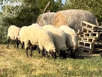 Kos, Tsigai sheep — 2. fotó