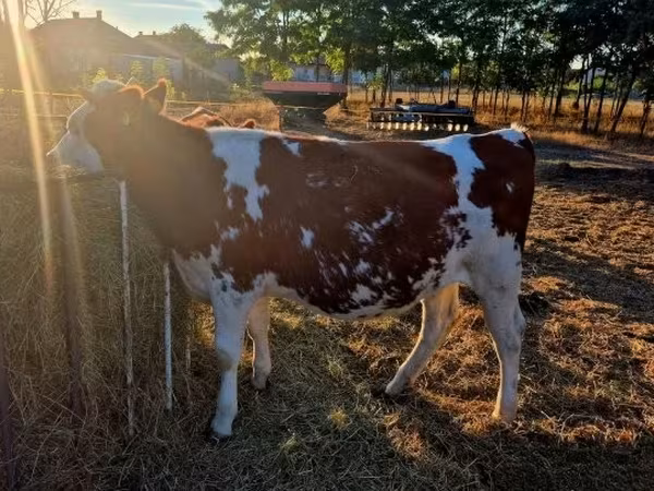 Vache, Simmental cattle — Hongrie