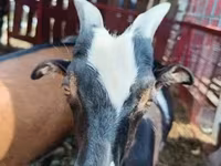 公山羊, Goats — 照片 1