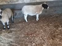 Kos, Dorper sheep — 1. fotó