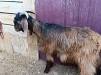 Cabro, Cabras — foto 2