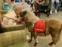 Kanca, Miniature horse — 6. fotó