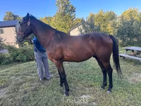 Kůň, Standardbred — foto 1