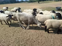 Sheep, White Suffolk sheep — photo 8