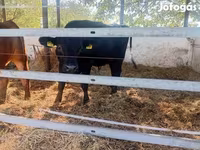Toro, Vaca Limousin — foto 3