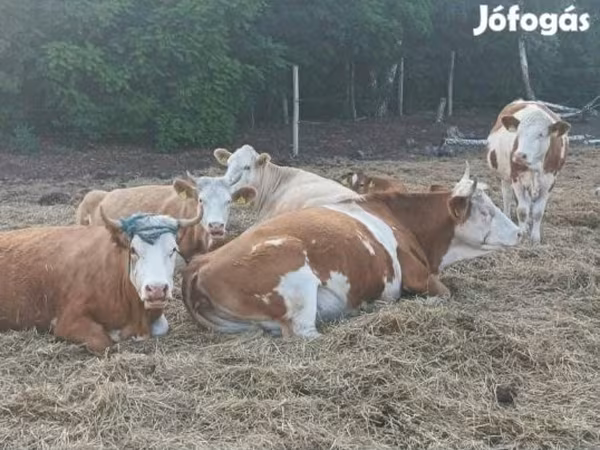 Cow, Simmental cattle
