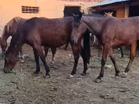 فرس, Kyrgyz Horse — الصورة 1