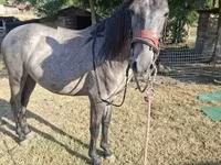 Yegua, Caballos — foto 3
