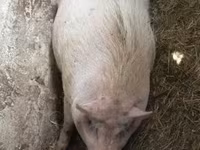 公猪, Вьетнамская вислобрюхая — 照片 5