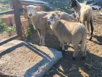 公羊, Sheep — 照片 3