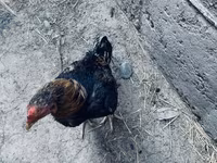 Derbyshire Redcap — 3. fotó