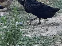 Ausztrál foltos — 2. fotó