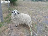 Widder, Racka sheep — Foto 4