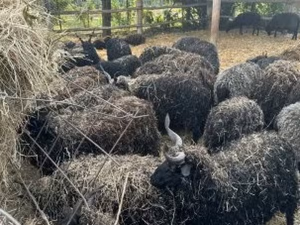 Sheep (batch, sex not specified), Sheep — Hungary