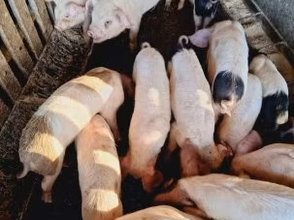 Sow, Pigs — Hungary