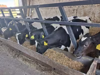 Toro, Russian Black pied cattle — foto 8