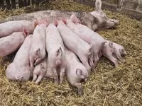 मादा सूअर, Крупная белая — फ़ोटो 3