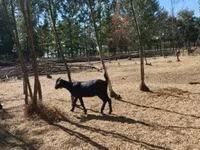 Nőstény kecske, Nubian Goat — 4. fotó