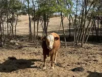Bika, Limousin tehén — 2. fotó