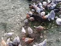 Chickens — foto 1