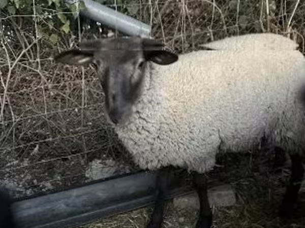 نعجة, White Suffolk sheep
