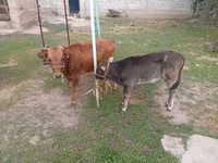 Kuh, Swiss cattle — Foto 3