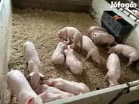 Pigs (batch, sex not specified), Гипор — photo 7