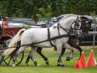 公马, Hungarian horse breed — 照片 2