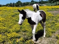 Horse (M), Gypsy horse — photo 2