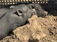 Boar, Вьетнамская вислобрюхая — photo 3