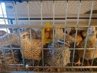 Quails — photo 5