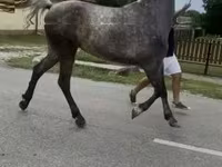 母马, Horses — 照片 1