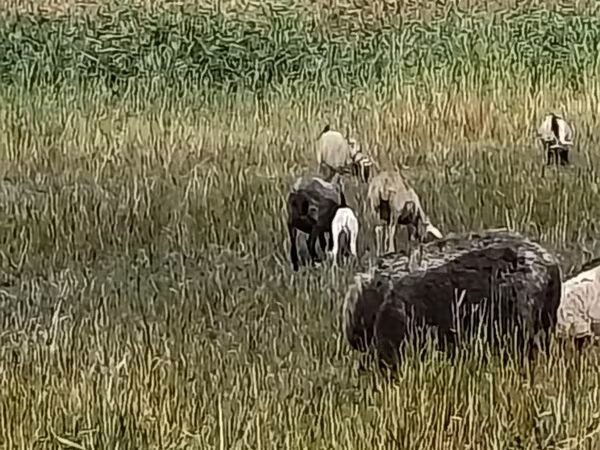 Juh, Romanov sheep