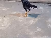Chickens — الصورة 7