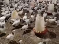 Chickens — zdjęcie 3