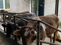 Bovinos (lote, sexo não especificado), Bovinos — foto 2
