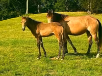 Jument, Black Sea breed — photo 8