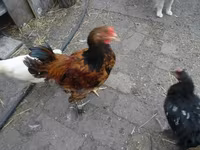 Chickens — फ़ोटो 5